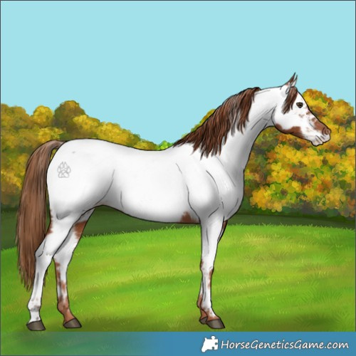 Horse Color:Chestnut Appaloosa 