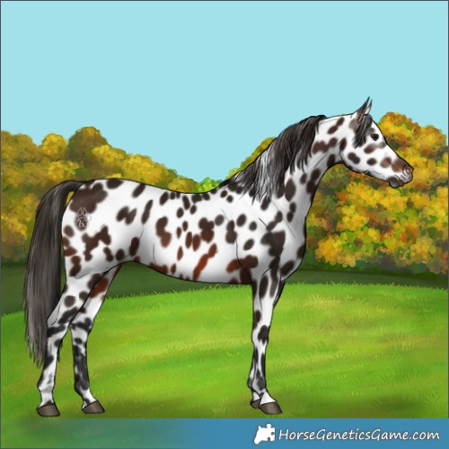 Horse Color:Gray Bay Appaloosa