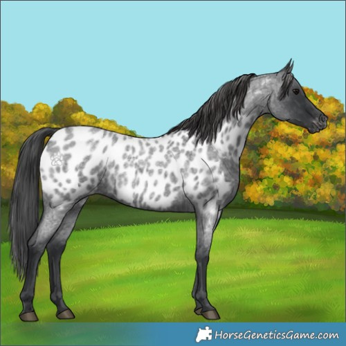 Horse Color:Blue Roan Appaloosa