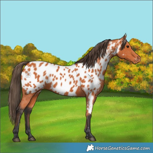Horse Color:Bay Appaloosa 