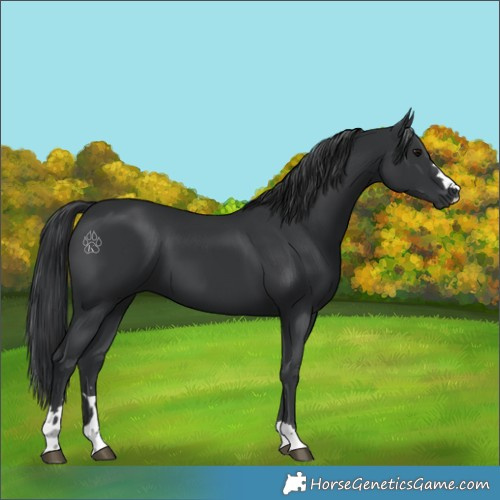 Horse Color:Black 