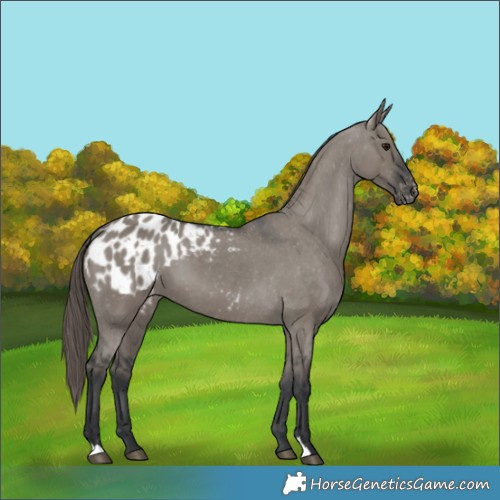 Horse Color:Grullo Appaloosa