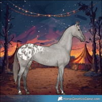 Horse Color:Grullo Blanket