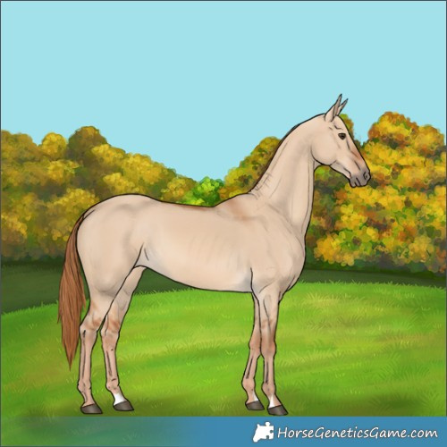 Horse Color:Red Dun 