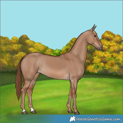 Horse Color:Red Dun 