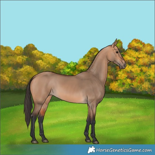 Horse Color:Bay Dun 