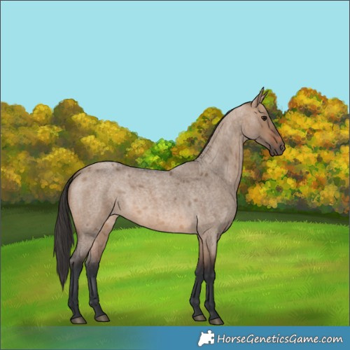 Horse Color:Brown Roan Dun 