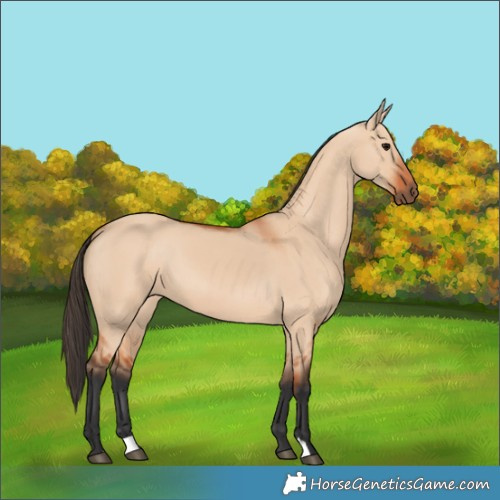 Horse Color:Bay Dun 
