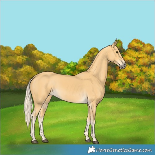 Horse Color:Palomino