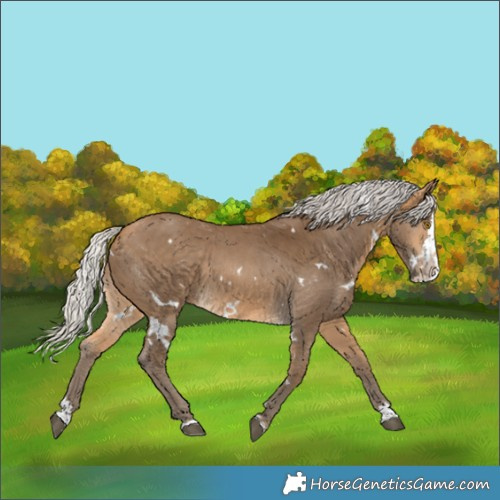 Horse Color:White Spotted Silver Buckskin Splash 