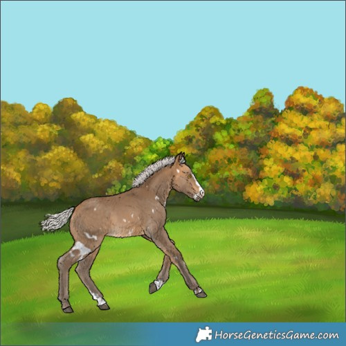 Horse Color:White Spotted Silver Buckskin Splash