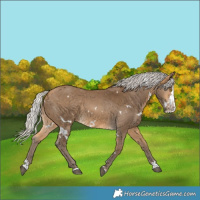 Horse Color:White Spotted Silver Buckskin Splash
