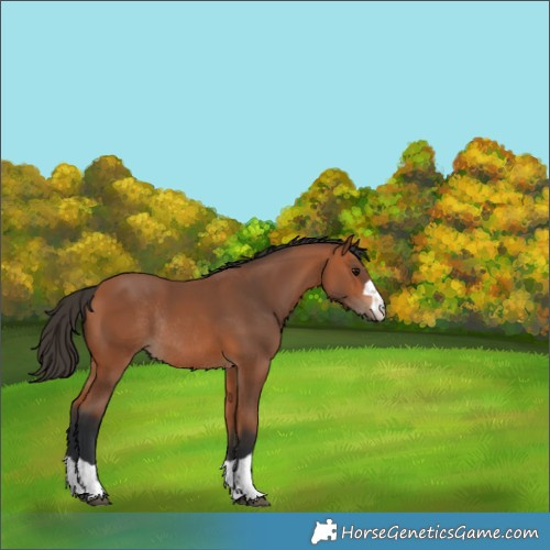 Horse Color:Bay Rabicano 