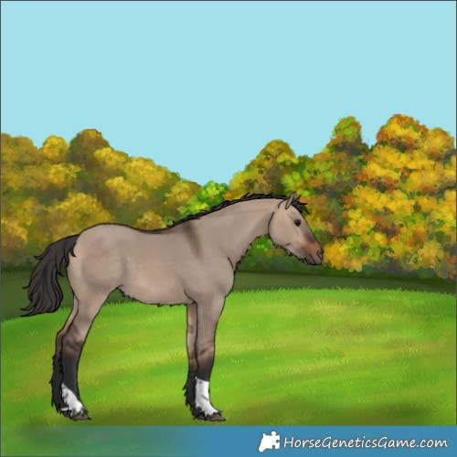 Horse Color:Bay Dun Tobiano 