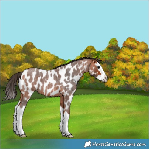 Horse Color:Bay Roan Splash Appaloosa 