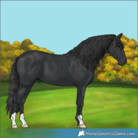 Horse Color:Black 