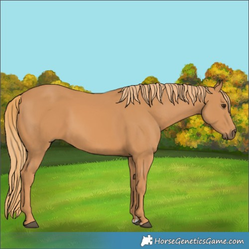 Horse Color:Chestnut Rabicano 
