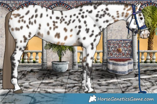 Horse Color:Buckskin Near Leopard 