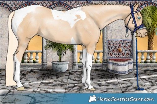 Horse Color:Palomino Pearl Tobiano 