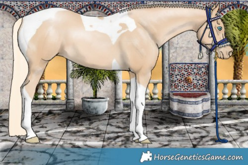 Horse Color:Palomino Pearl Tobiano 