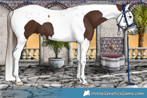 Horse Color:Gray Chestnut Splash Tobiano 