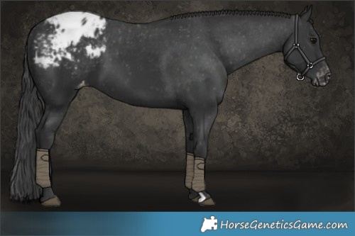 Horse Color:Black Appaloosa