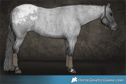 Horse Color:Blue Roan Appaloosa