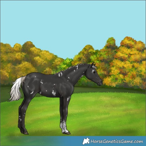 Horse Color:Gray White Spotted Silver Black Sabino 