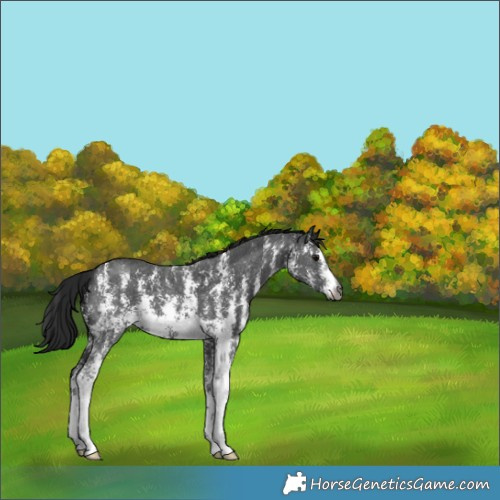 Horse Color:Gray Black Sabino 