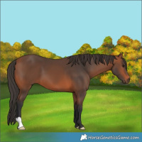 Horse Color:Bay 