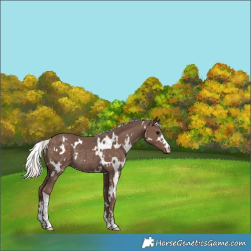 Horse Color:White Spotted Silver Black Rabicano 