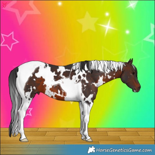 Horse Color:White Spotted Brown Tobiano 