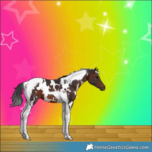 Horse Color:White Spotted Brown Tobiano 