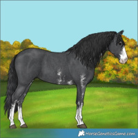 Horse Color:Black Sabino
