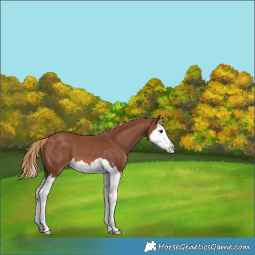Horse Color:Chestnut Splash 