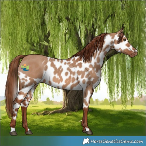 Horse Color:Red Dun Skewed Appaloosa 