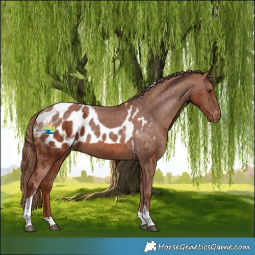 Horse Color:Chestnut Tobiano Skewed Appaloosa