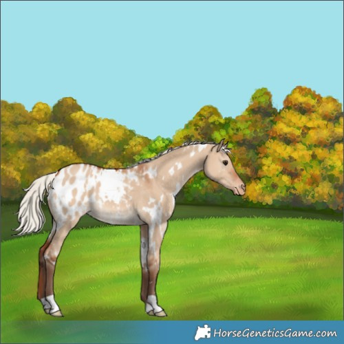Horse Color:White Spotted Silver Bay Dun Blanket 
