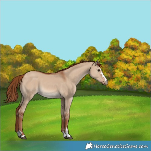 Horse Color:Red Dun 
