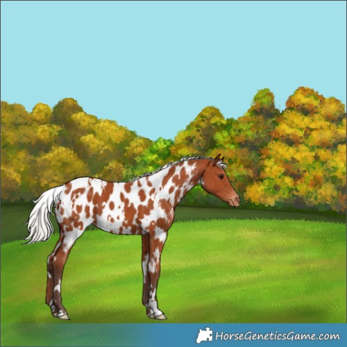 Horse Color:White Spotted Silver Bay Near Leopard 