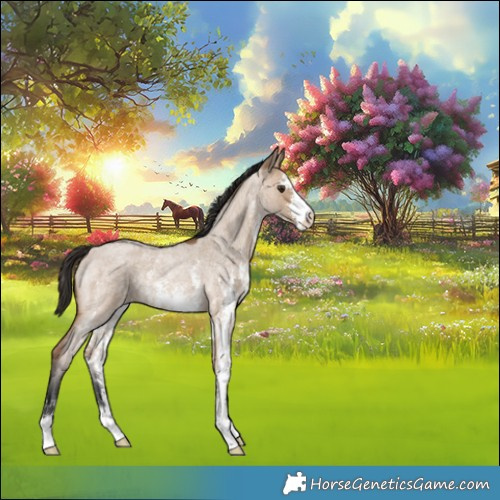 Horse Color:Bay Roan Dun Sabino Rabicano 