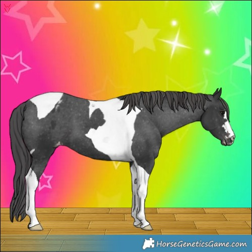 Horse Color:Black Tobiano Appaloosa 
