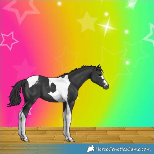 Horse Color:Black Tobiano Appaloosa 