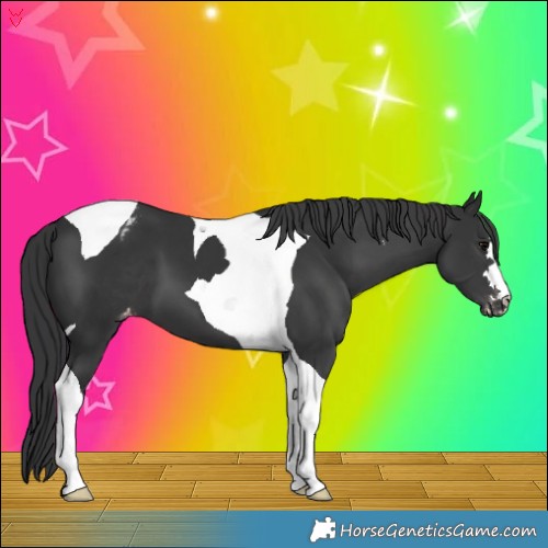 Horse Color:Black Tobiano Appaloosa 