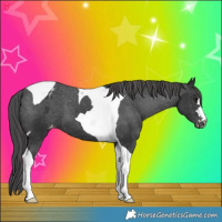 Horse Color:Black Tobiano Varnish