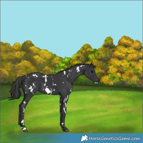 Horse Color:White Spotted Black 