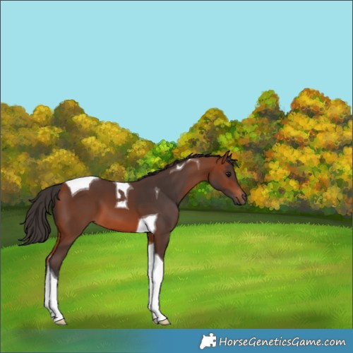 Horse Color:Bay Tobiano 