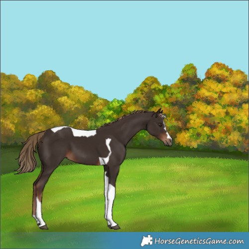 Horse Color:Liver Chestnut Tobiano 
