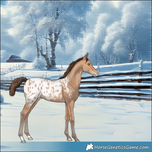 Horse Color:Amber Champagne Appaloosa 