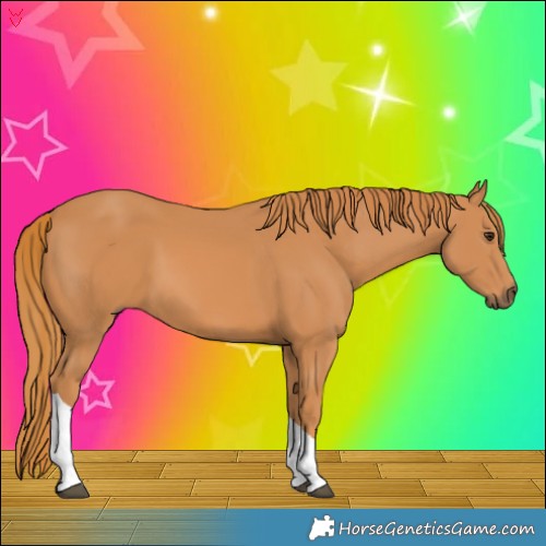 Horse Color:Chestnut Tobiano